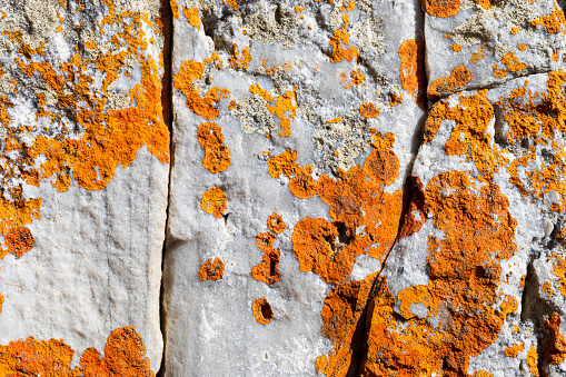 Macro texture of mostly orange red lichen moss growing on mountain rock