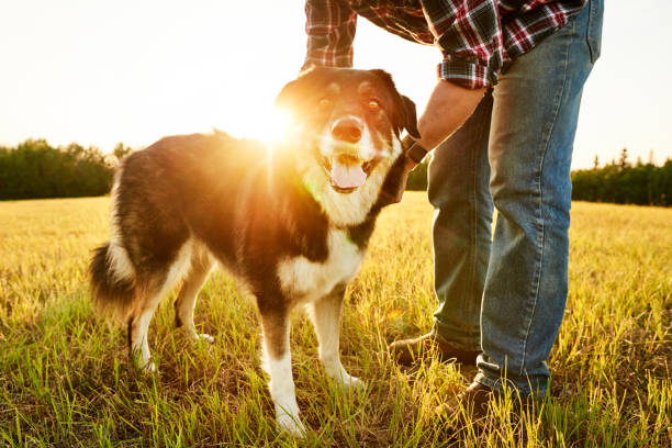 agricoltore che regola il collare del suo cane durante una passeggiata mattutina in un campo - sheepdog foto e immagini stock