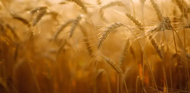 Photo of Background of ripening ears of yellow wheat field at sky background.