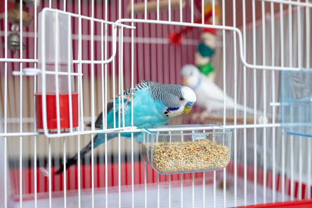 istock Beautiful parakeet feeding in birdcage 1332544155