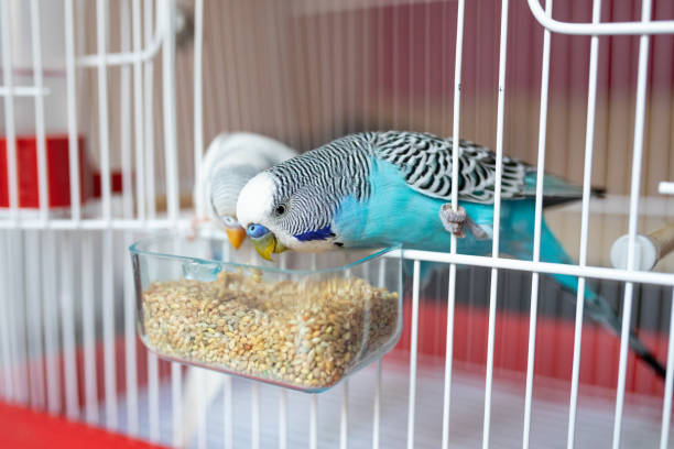 istock Two beautiful parakeets feeding in birdcage 1332544189
