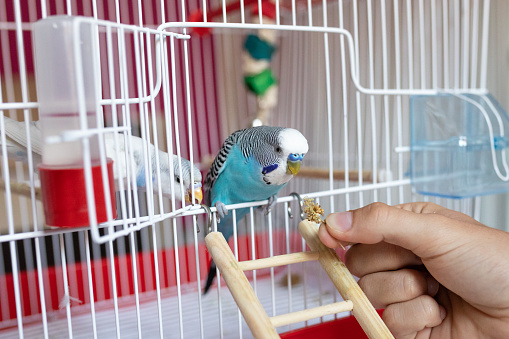Parakeet eating from human hand