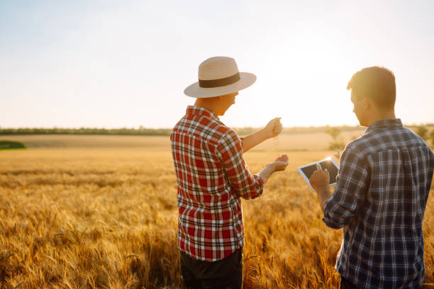 istock Two young farmers standing in wheat field examining crop holding tablet using internet. 1332546018