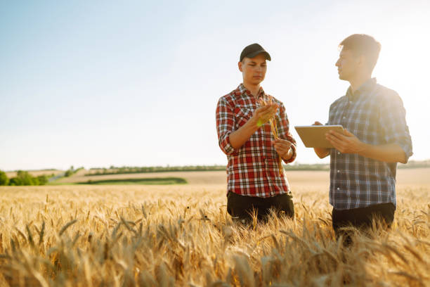 istock Two young farmers standing in wheat field examining crop holding tablet using internet. 1332546038
