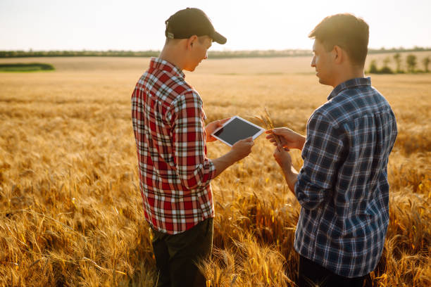 istock Two young farmers standing in wheat field examining crop holding tablet using internet. 1332546152