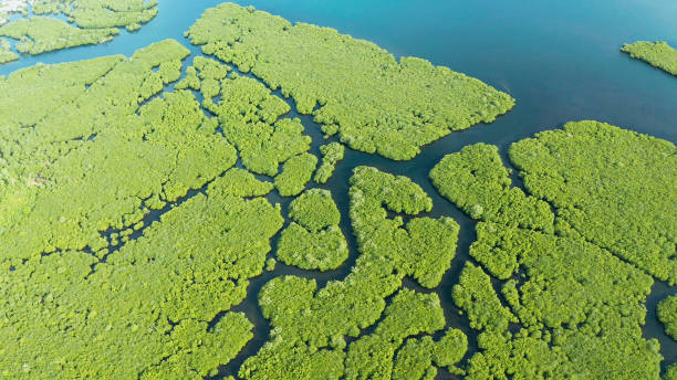 istock Aerial view of Mangrove forest and river 1332546486