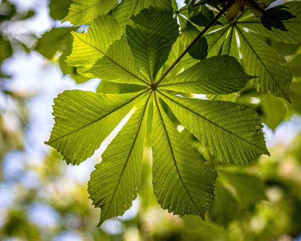 아래에서 밤잎 - chestnut tree leaf sunlight tree 뉴스 사진 이미지