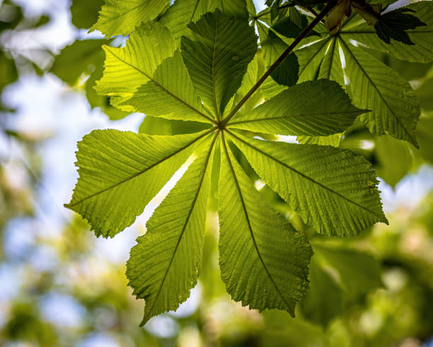 a chestnut leaf from below a chestnut leaf from below aesculus hippocastanum stock pictures, royalty-free photos & images