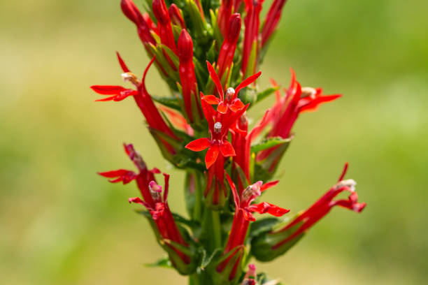 istock Cardinal Flower in Bloom in Summer 1332546589