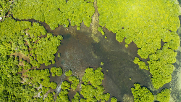 istock Aerial view of Mangrove forest and river 1332547346