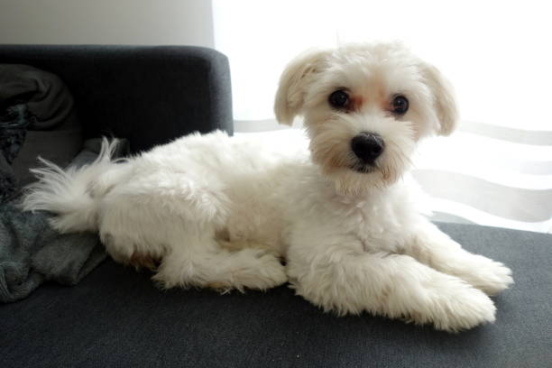 istock Small cute maltese dog lying on sofa 1332549367