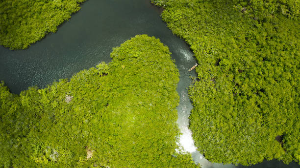 istock Aerial view of Mangrove forest and river 1332549407