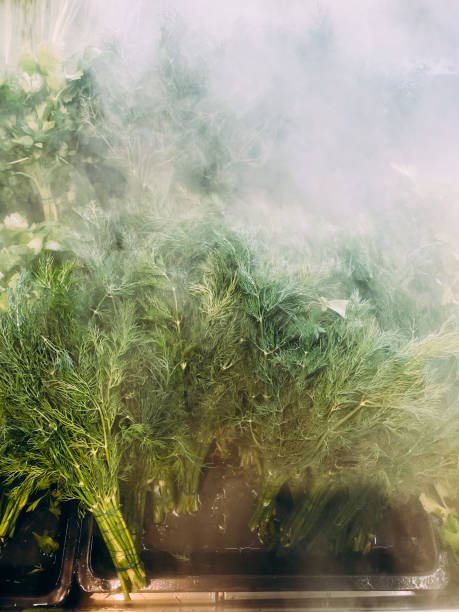 istock Green dill in the store on a display case with a mist to cool. 1332550402