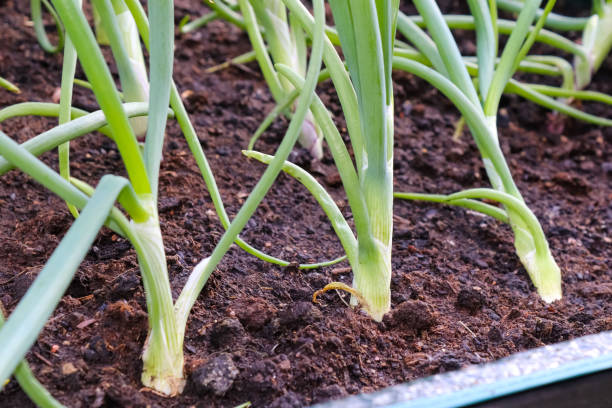 istock Growing onion in pallet collar 1332550812