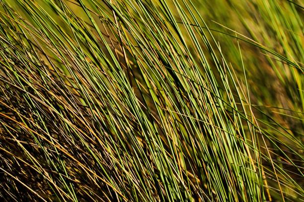 typical plant of the sandy dunes of the Atlantic beach near Bordeaux