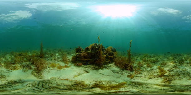 istock Coral reef and tropical fish. Philippines. 360-Degree view 1332551716