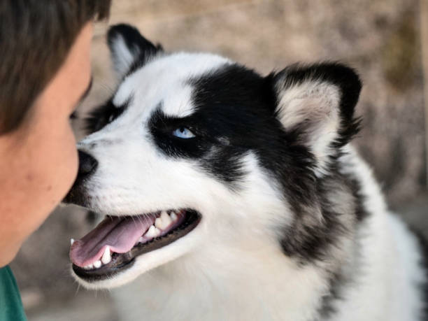 istock Happy Siberian looking at its owner 1332551798
