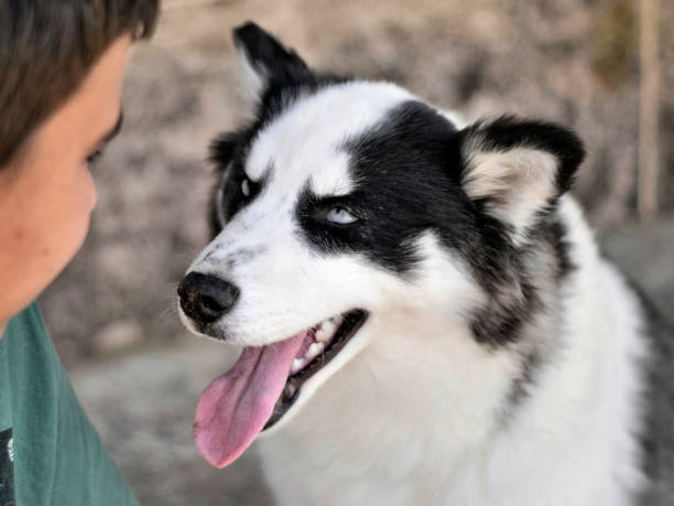 Photograph of a beautiful Siberian husky dog with its owner, a teenager boy. They are looking at each other, the dog with a happy mood on its face.