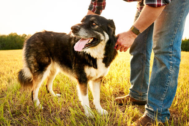istock Farmer adjusting his dog's collar during a walk in a field 1332554391