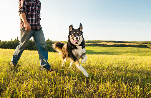 Farmer walking with his dog in a grassy field on an early morning in summer