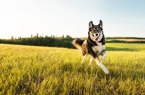 Dog panting while running in a grass field on a farm in the early morning