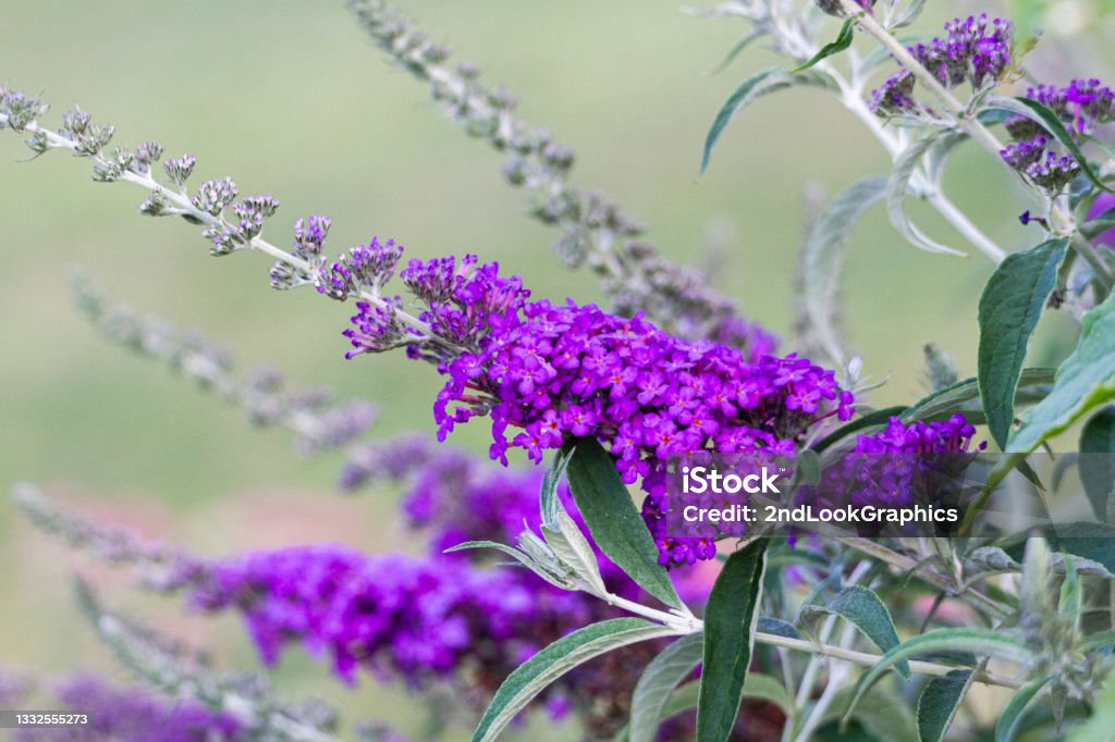 Butterfly Bush with Purple Blossoms Buddleia Stock Photo