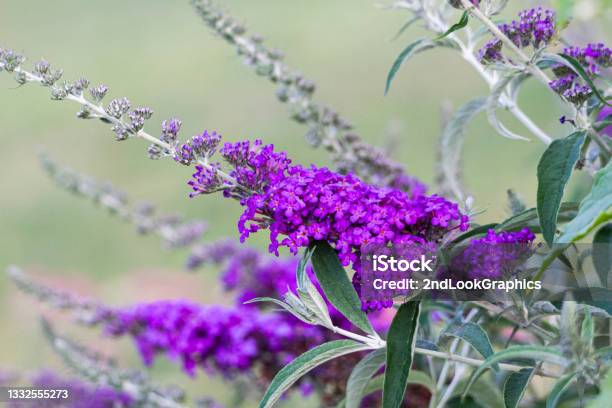 Butterfly Bush With Purple Blossoms Stock Photo - Download Image Now - Buddleia, Purple, Beauty