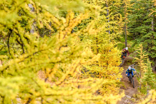 istock View of mountain bikers following forested trail 1332555283