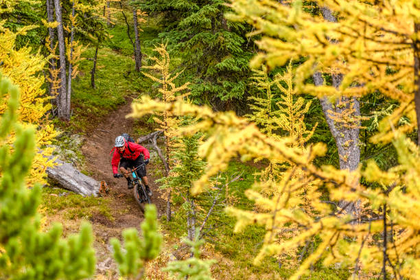 istock View of mountain biker following trail through forest 1332555350