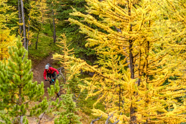 istock View of mountain biker following trail through forest 1332555351
