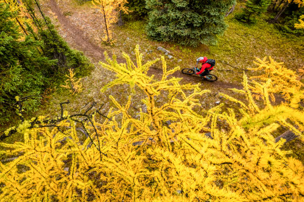 istock Treetop view of mountain biker following forested trail 1332555352