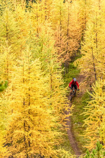 istock View of mountain biker following trail through forest 1332555381