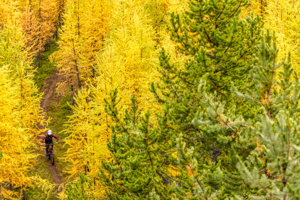 istock View of mountain biker following trail through forest 1332555450