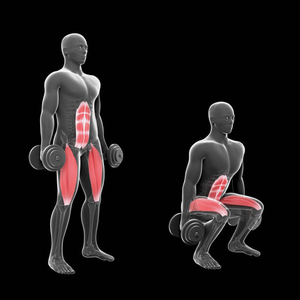 3d ilustracja double dumbbell squat - crouching exercising anatomy human muscle zdjęcia i obrazy z banku zdjęć