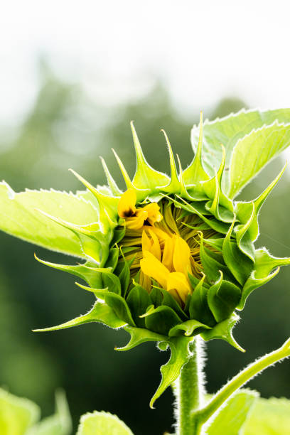 Sunflower just starting to open
