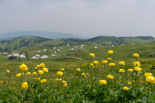 Traditional cottages on Mountain grassland and pasture Velika Planina, in front view blooming globeflowers, Slovenia, Europe
