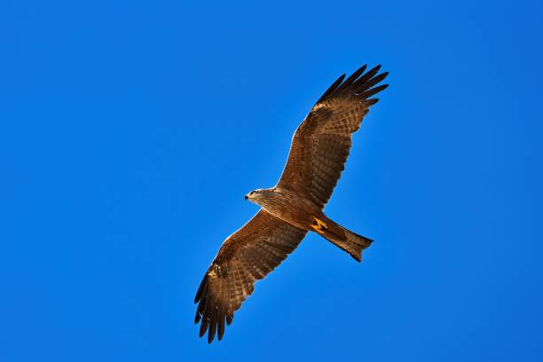 istock Close-up of black kite in flight 1332555740