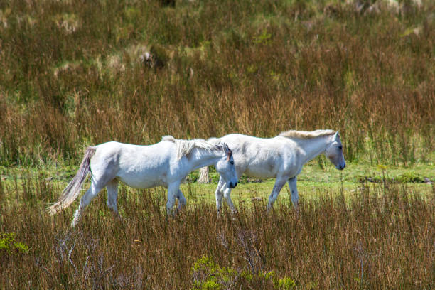 istock Wild horses in the hills and mountains 1332556572