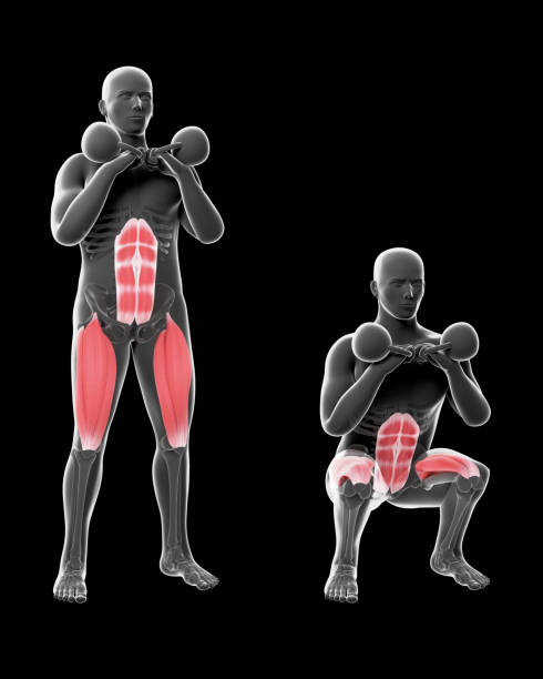 3d ilustracja double kettlebell squat - crouching exercising anatomy human muscle zdjęcia i obrazy z banku zdjęć