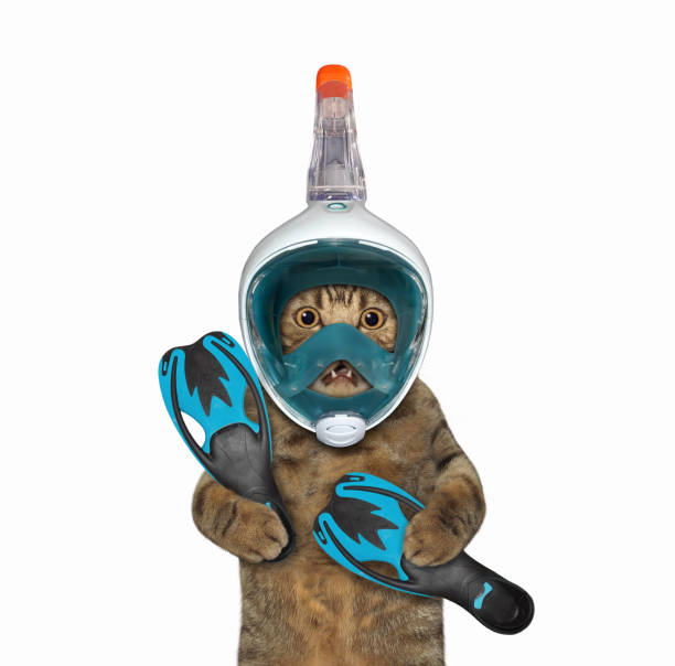 istock Cat in full diving mask 1332558003