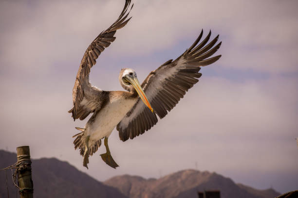 Landing  pellican with extended wings and mountains at the background. Pelecanus Thagus, pelícano, alcatraz, huajache. Antofagasta, Chile