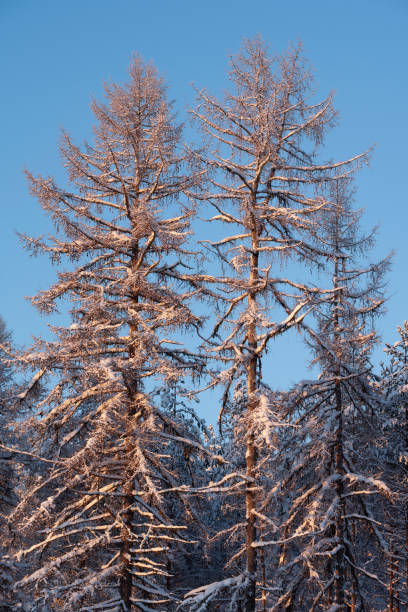 Winter forest, tall snowy larch trees covered with snow against blue sky.