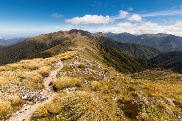Ridge between Jumbo and Mount Holdsworth, Holdsworth Jumbo Circuit, Tararua Forest Park