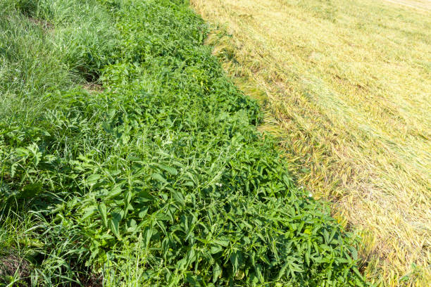 istock nettle growing next to an agricultural field with wheat 1332566645