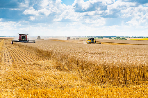 Agricultural machinery in a wheat field is harvesting. Yellow ears of wheat against the blue sky with clouds