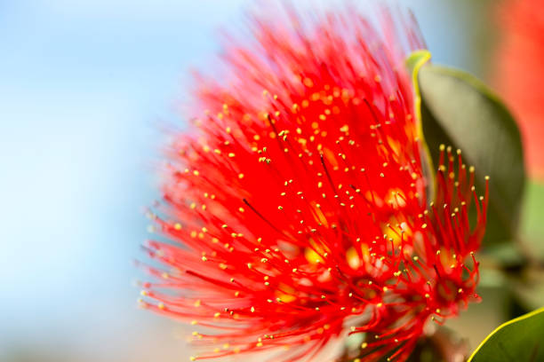 istock Closeup native red fluffy flower, Mimosa, background with copy space 1332567630