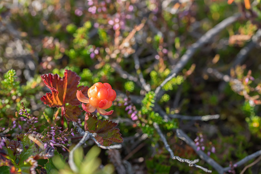 Bright orange cloudberry on a background of green leaves in the forest