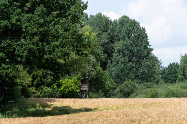 leśna polana z żaluzjami myśliwskimi w niemczech - hunting blind zdjęcia i obrazy z banku zdjęć