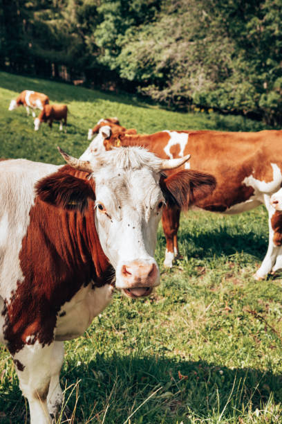 istock cow pasture in the alps 1332569915