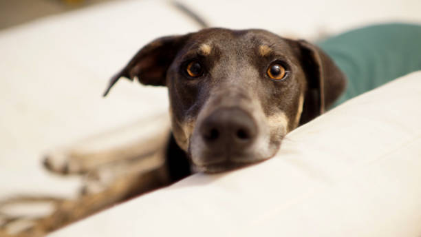 istock domestic pet dogs 1332569922